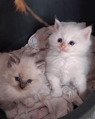 cucciola ragdoll 