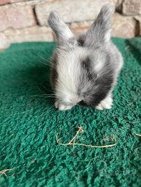 Disponibile cucciolo Mini Lop Pearl Gray Blue