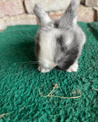 Disponibile cucciolo Mini Lop Pearl Gray Blue