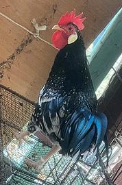 Gallo razza Ancona
