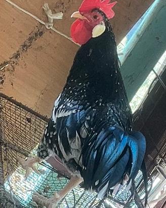 Gallo razza Ancona