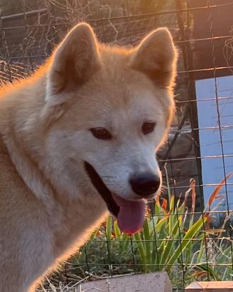 Akita inu femmina in ADOZIONEE