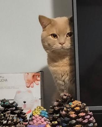 Maschio BRITISH SHORTHAIR Miele per Accoppiamento