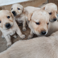 Cuccioli labrador