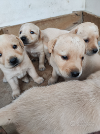 Cuccioli labrador