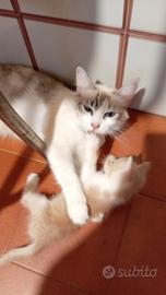 Gatto cucciolo bello