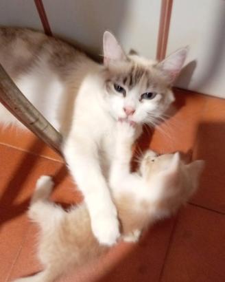 Gatto cucciolo bello