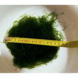 Muschio Java moss - pianta muschio per Acquario