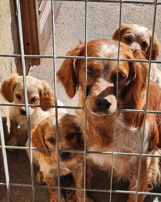 2 cuccioli maschi di Epagneul Breton