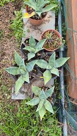 Agave americana 