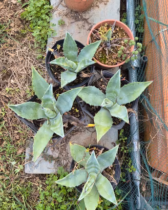 Agave americana 
