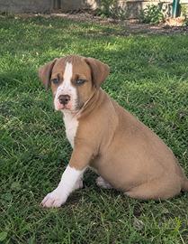 Cuccioli Pitbull