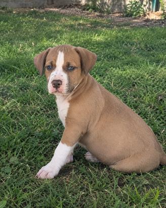 Cuccioli Pitbull