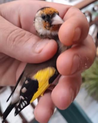 Cardellino