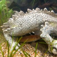 Gyrinocheilus aymonieri