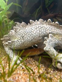 Gyrinocheilus aymonieri