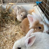 Conigli nani- cuccioli