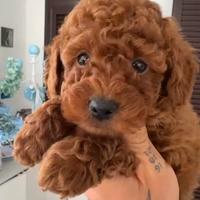 Cucciola Barboncino Toy