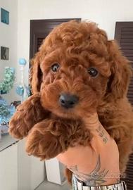 Cucciola Barboncino Toy