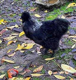 Gallo morosetta nero