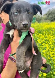 Cuccioli dolci adotta con vaccino