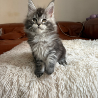 Maine Coon cuccioli
