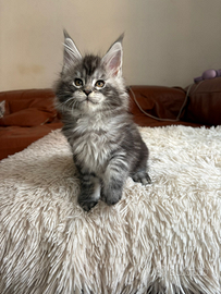 Maine Coon cuccioli