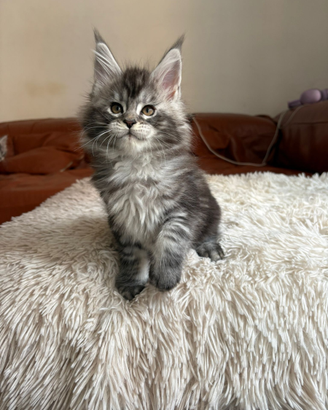 Maine Coon cuccioli
