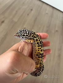Geko leopardino femmina nata a giugno 2024