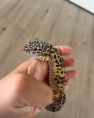 Geko leopardino femmina nata a giugno 2024