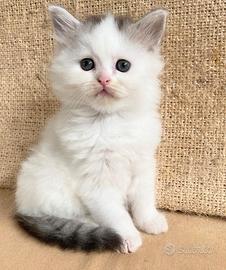 Gattino figlio di gatti persiani normotipo