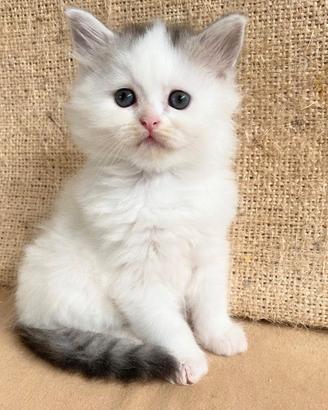 Gattino figlio di gatti persiani normotipo