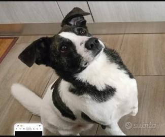 Luce 3anni TRIPODE URGE STALLO/ADOZ. SOLO SARDEGNA