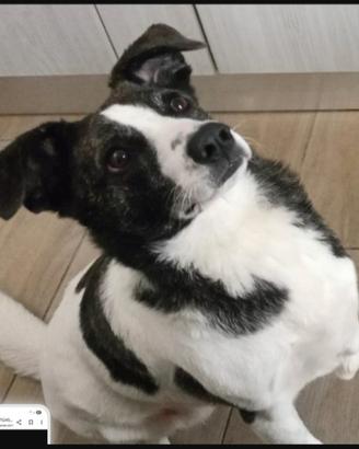 Luce 3anni TRIPODE URGE STALLO/ADOZ. SOLO SARDEGNA