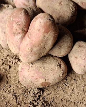 patate