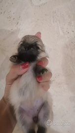 Cucciolo di spitz tedesco nano pomerania