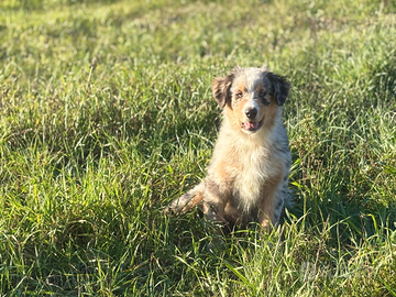 Cuccioli di pastore australiano