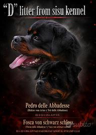 Cuccioli rottweiler maschi alta genealogia