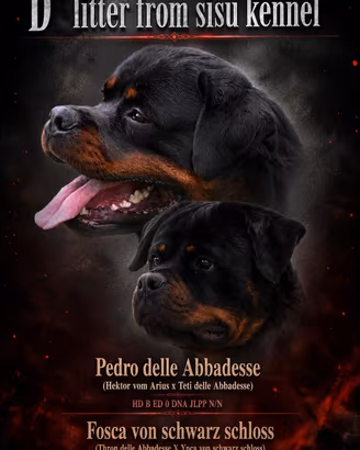 Cuccioli rottweiler maschi alta genealogia