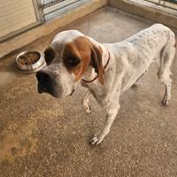 Mais: pointer 8 mesi socievole, mansueto, dolce