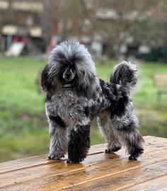 Barboncino Blue Merle Toy Monta