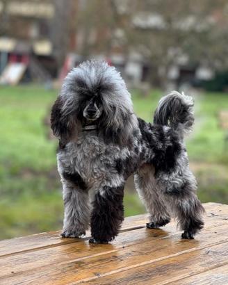 Barboncino Blue Merle Toy Monta