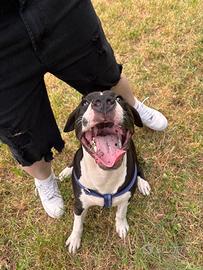 Pitbull UKC