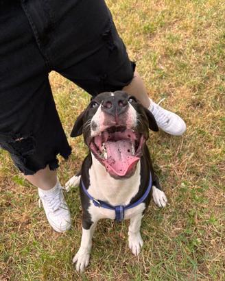 Pitbull UKC