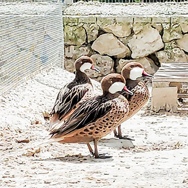 Condoni delle bahamas