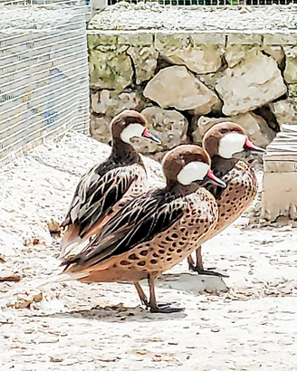 Condoni delle bahamas