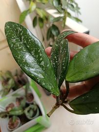 talee di Hoya