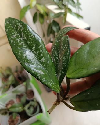 talee di Hoya