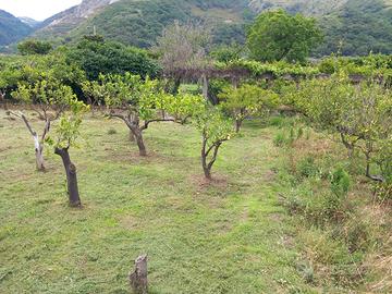 Terreno fronte strada