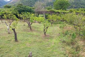 Terreno fronte strada